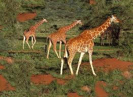 giraffes
