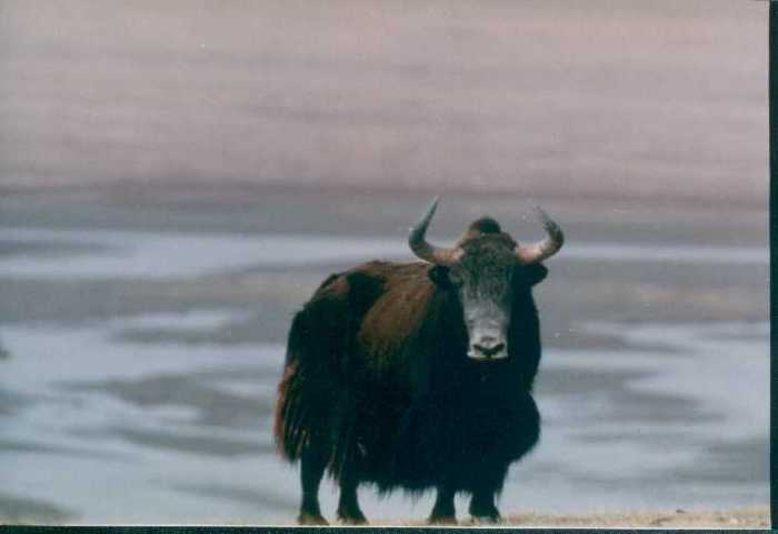 Yak!