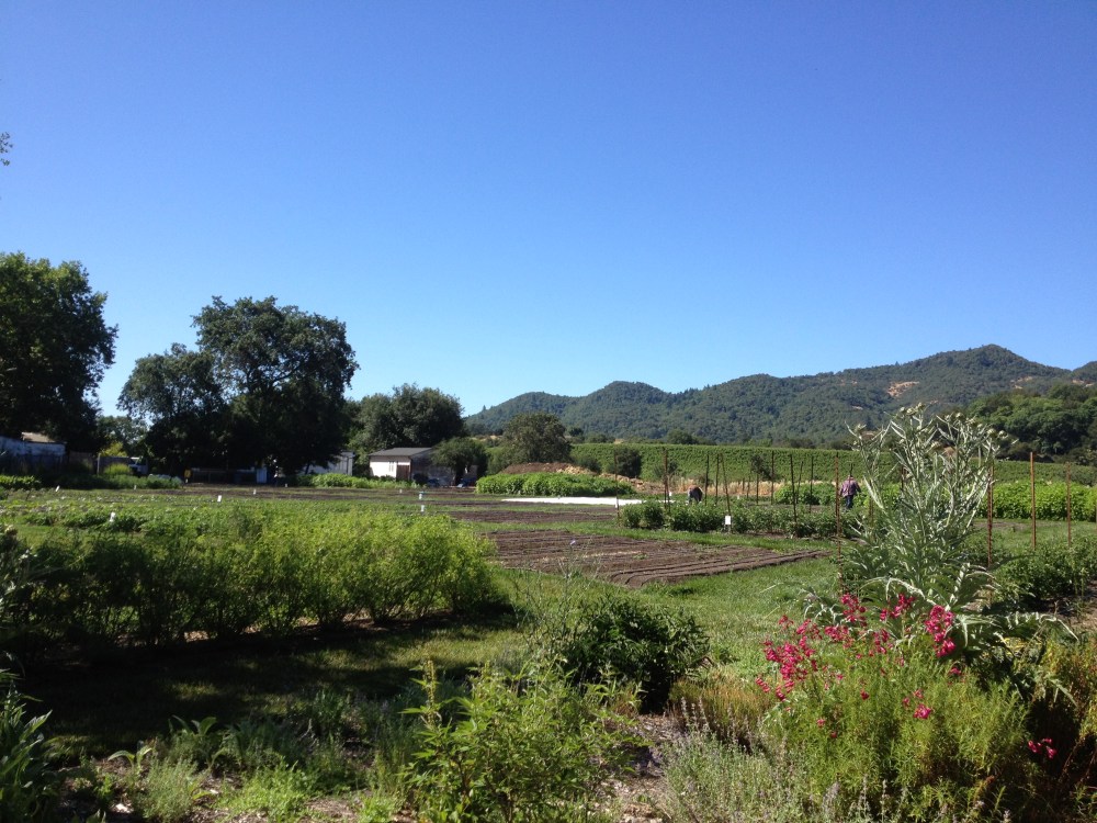 yountville wine country tourism