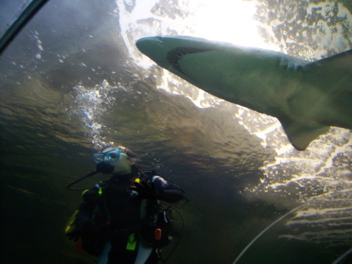 Sasha Grey Swims With Shark