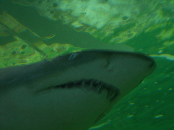 shark
