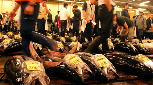 tokyo_fish_market