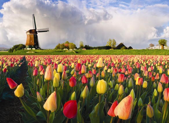 amsterdam tulips