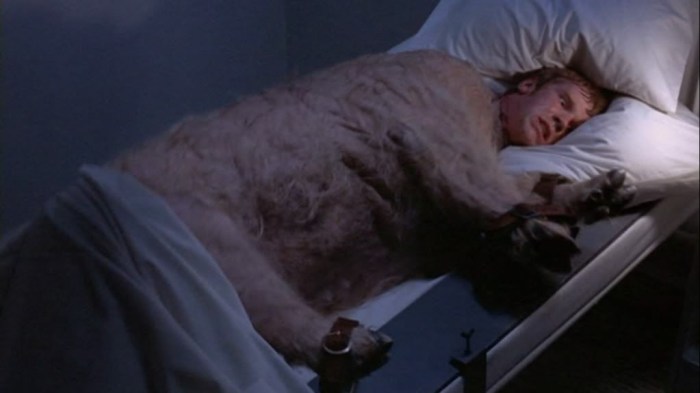 Pig Scene from O Lucky Man