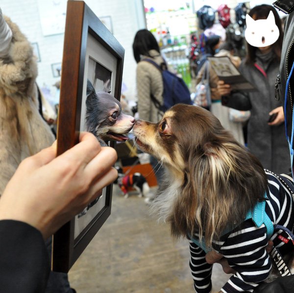 japanese animal cloning