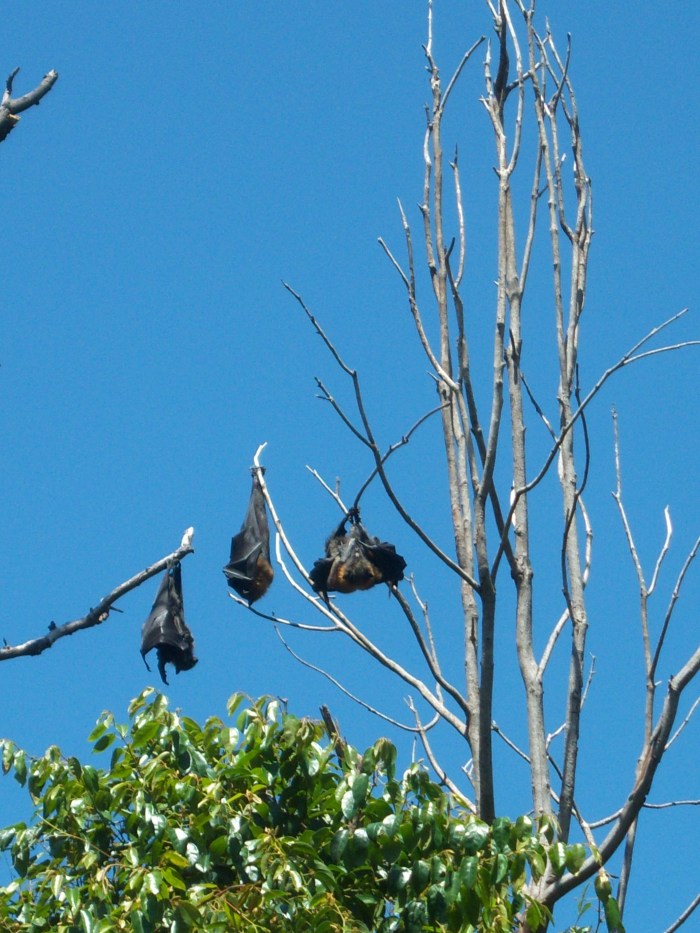 Sasha Grey bats in Australia
