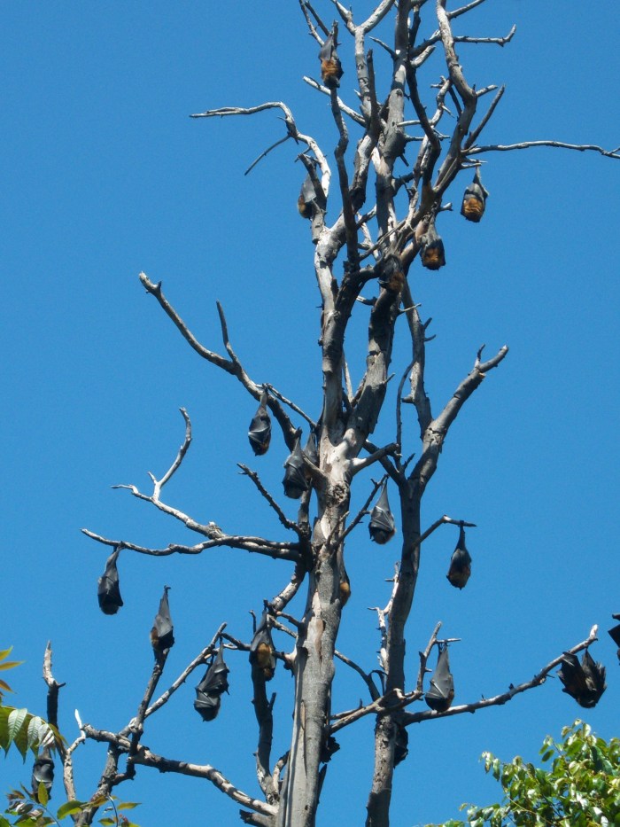 Sasha Grey Sydney Bats