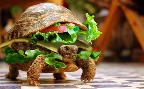 real turtle-burger