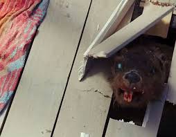 Zombeavers attack