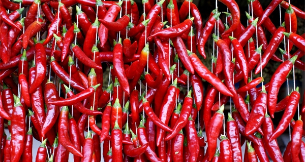 world's hottest chili peppers