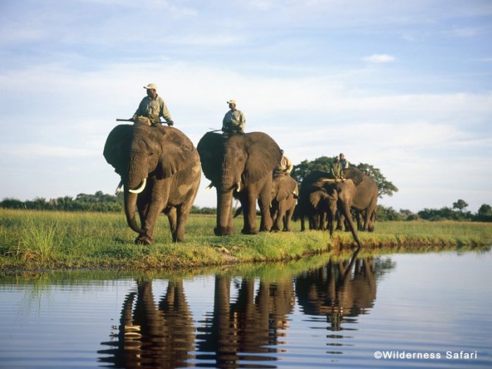 african elephant safari