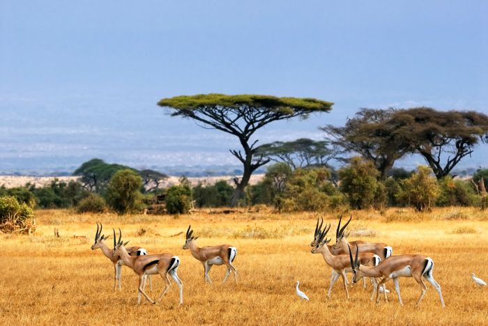savanna-african-landscape-antelopes-safari-africa-savannah-antelope-landscape