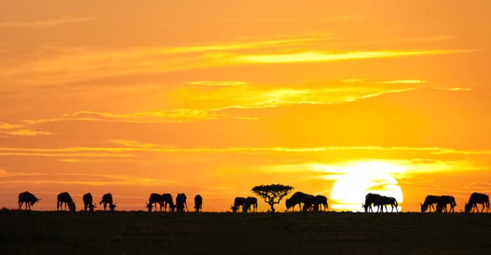 Africa-Tanzania-Migration-1-sunset