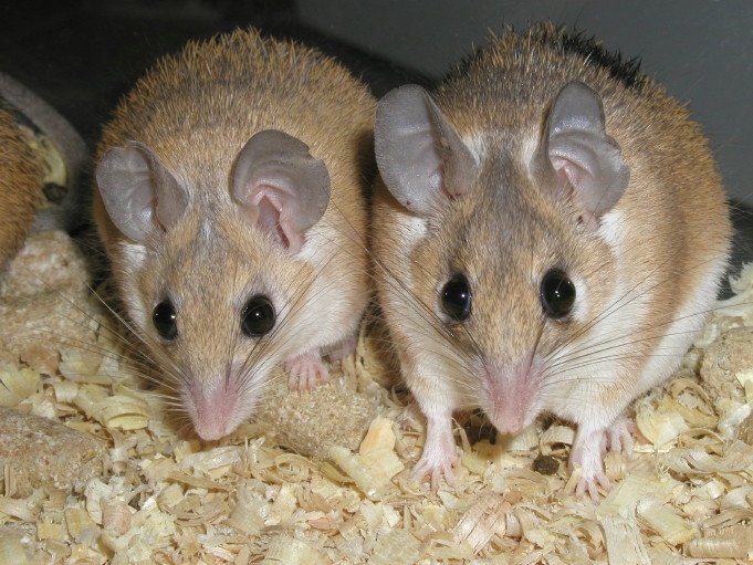 african mice