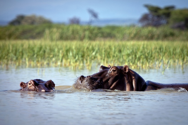 dangerous hippos