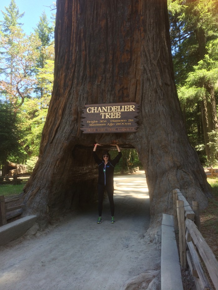 California drive through redwood tree