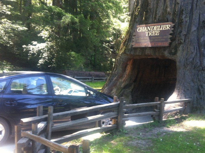 California drive-thru tree