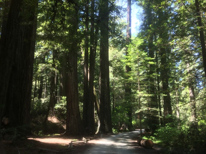 California redwood forest