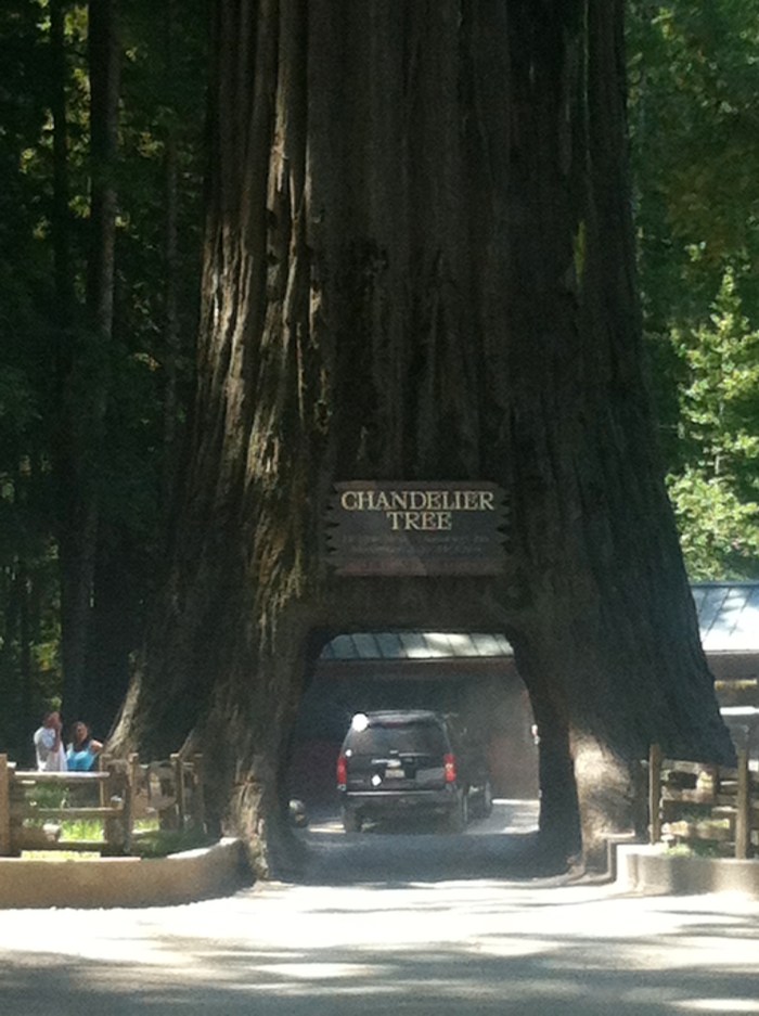 drive-thru redwood california