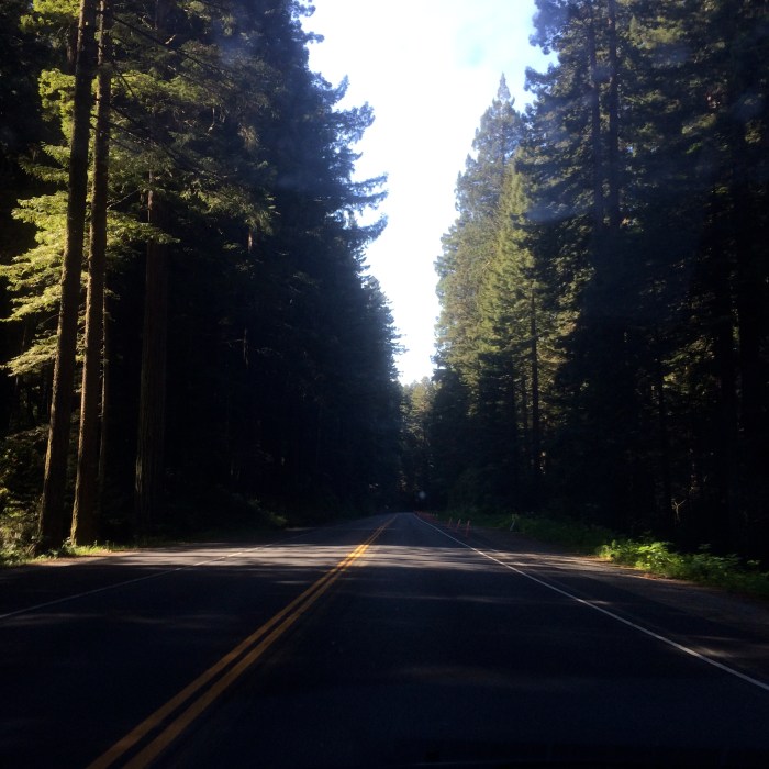 Northern California forests