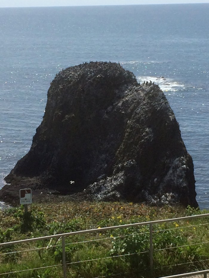 Oregon pelicans on rock