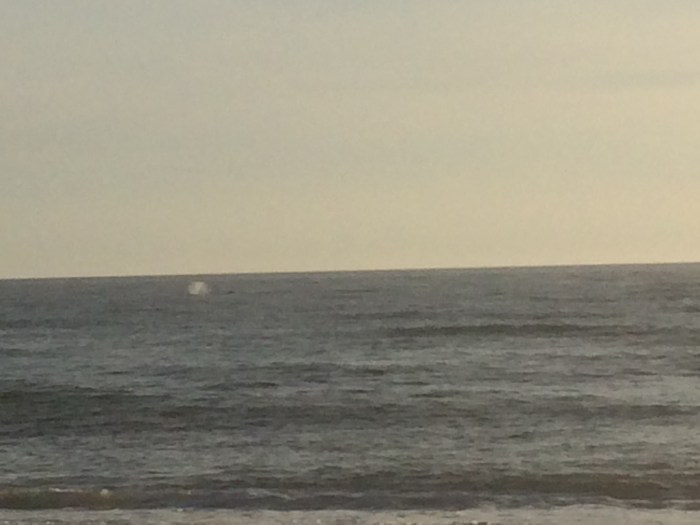 whale sighting