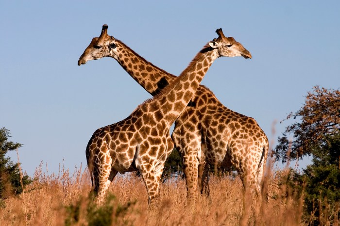 Giraffe Hotel