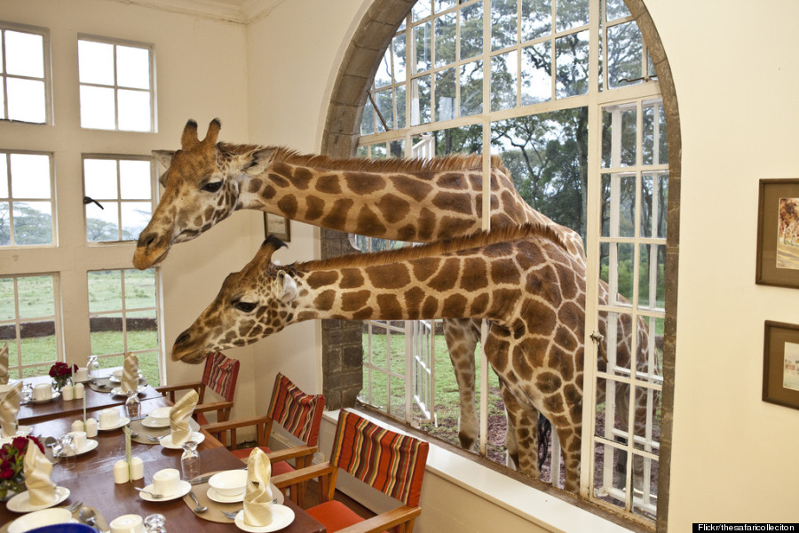 GIRAFFE-MANOR