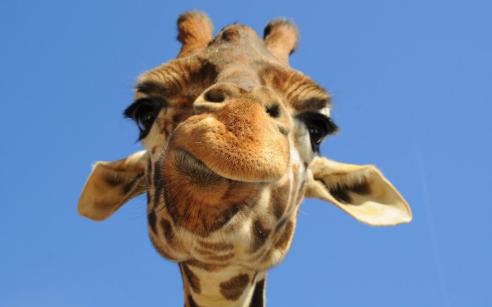 giraffe
