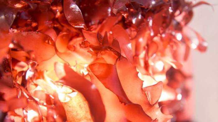 dulce-seaweed-bacon@2x