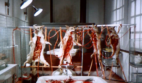 controversail lizards skin dog scene