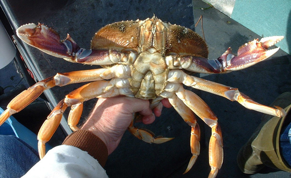 Dungeness Crab recipes