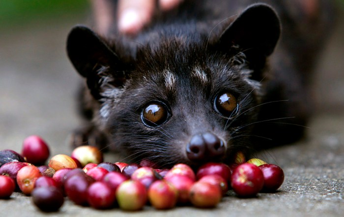 A four month old Luwak is tempted by some red coffee beans at the BAS Coffee plantation January 20, 2011 in Tapaksiring, Bali, Indonesia. The Luwak coffee is known as the most expensive coffee in the world because of the way the beans are processed and the limited supply.  The Luwak is an Asian palm civet, which looks like a cross between a cat and a ferret.  The civet climbs the coffee trees to find the best berries, eats them, and eventually the coffee beans come out in its stools as a complete bean. Coffee farmers then harvest the civet droppings and take the beans to a processing plant. Luwak coffee is produced mainly on the islands of Sumatra, Java, Bali and Sulawesi in the Indonesian Archipelago, and also in the Philippines.