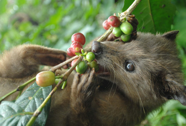 civet poop coffee