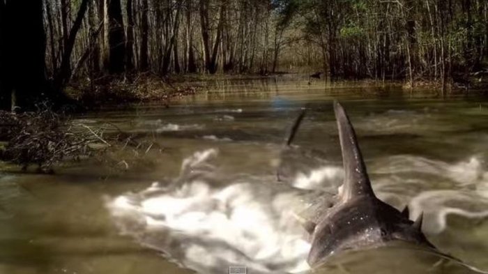 swamp sharks cult b movie