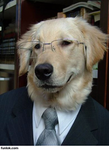 Dog-in-suit-with-glasses
