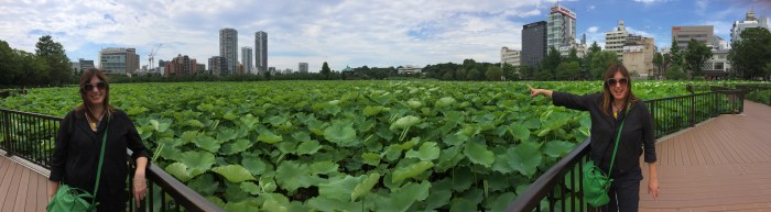 tokyo-water-lily-pond-panorama-alex-duda
