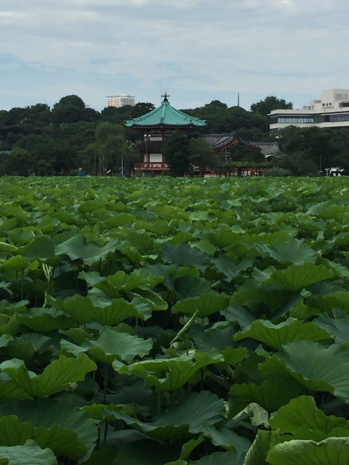 tokyo-water-lily-pond
