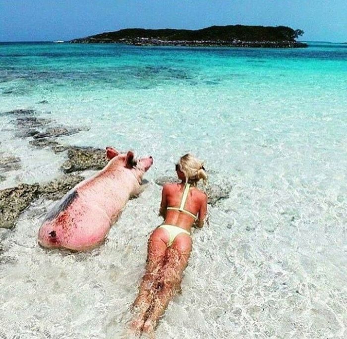 bahamas-beach-for-pigs-and-people
