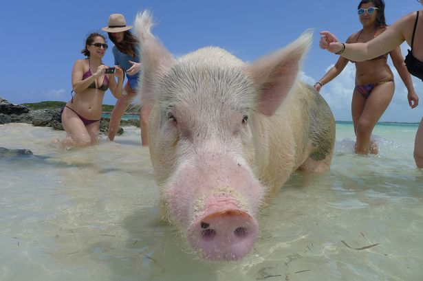 bahamas-pig-beach