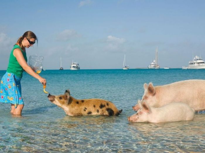 bahamas-pig-beach