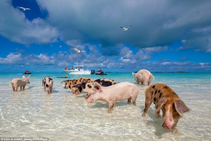pig-beach-poison-controversy