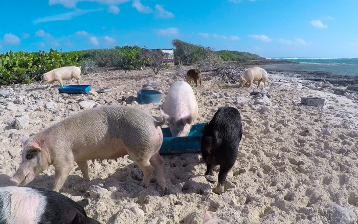 pig-island-exuma-bahamas