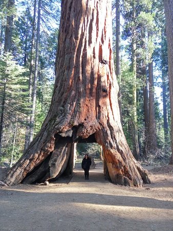 calaveras-big-trees-state
