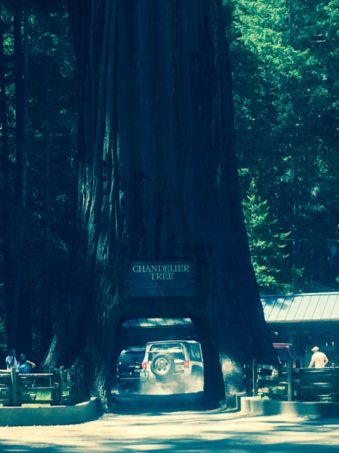 california-chandelier-drive-thru-tree