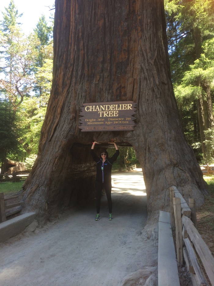n-california-drive-thru-tree