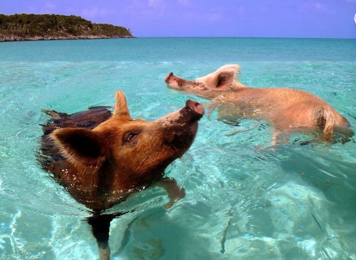 swimming_pigs_bahamas-getaway