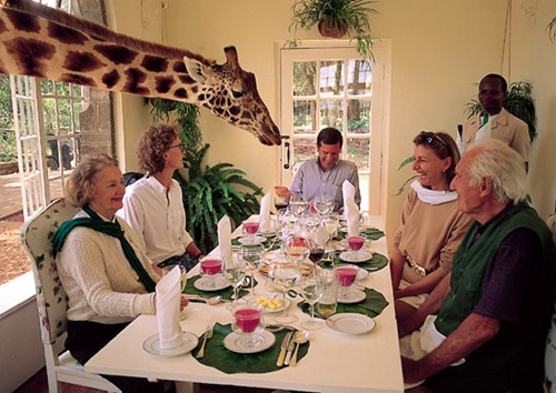 unique giraffe hotel