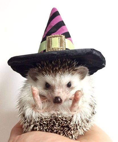 9E13F361-4817-43EC-A79F-4D8816A5C816