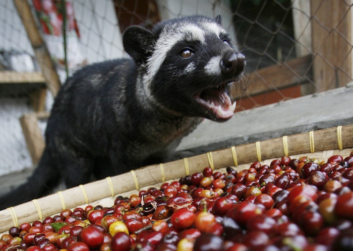 A Palm Civet stands near Arabica coffee cherries in a coffee plantation owned by state plantation firm PT Perkebunan Nusantara XII in Bondowoso, in Indonesia's East Java province June 27, 2009. The fruits are fed to civets bred in cages and their droppings collected to make a brew enriched by the civets' stomachs that sell for as much as $770 a kg in London. Picture taken June 27, 2009. To match Reuters Life! INDONESIA-COFFEE/  REUTERS/Sigit Pamungkas (INDONESIA - Tags: BUSINESS AGRICULTURE ANIMALS) - RTR2HLBT